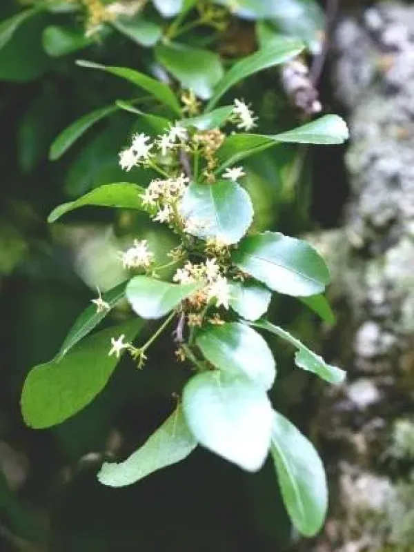 Maytenus mossambicensis