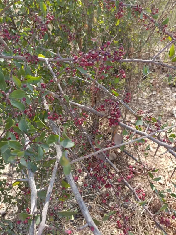 Senegal spike-thorn