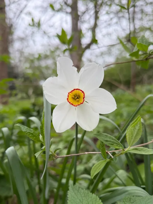 Poet's daffodil