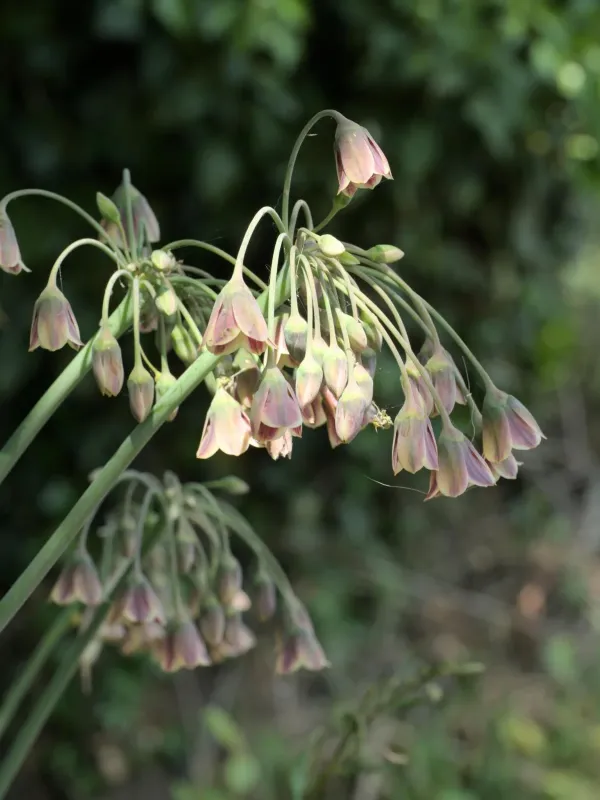 Nectaroscordum siculum