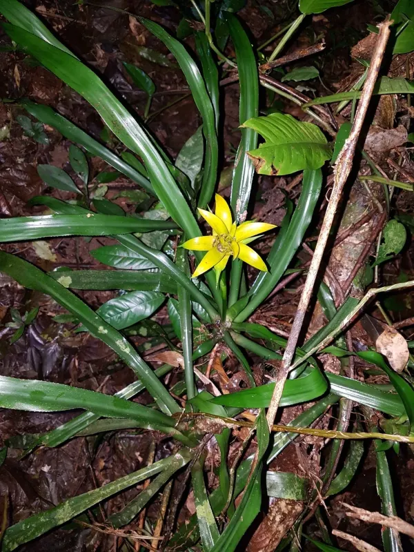 Nidularium billbergioides