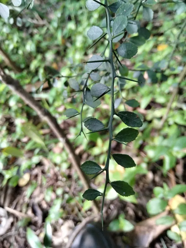 Australian finger lime