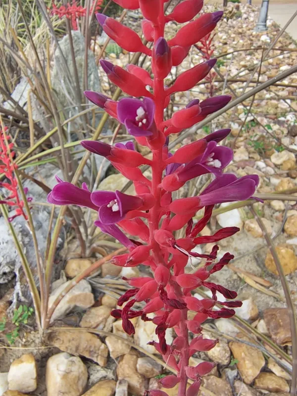 Neoglaziovia variegata