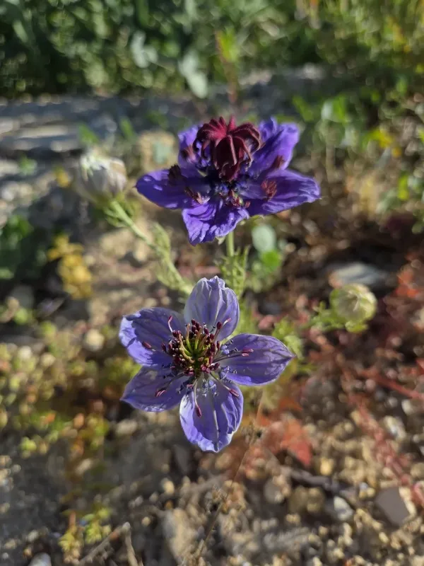 Nigella papillosa