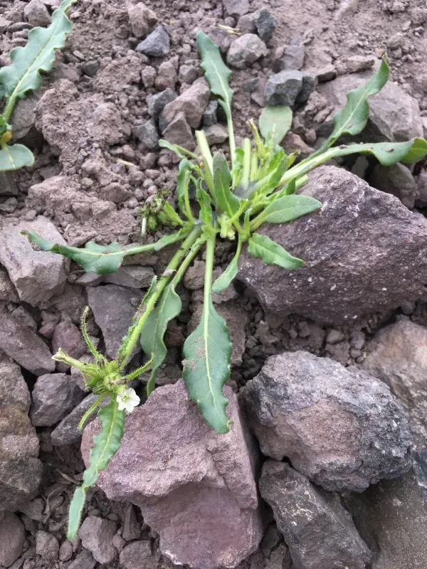 Nicotiana alpina