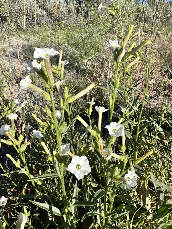 Nicotiana attenuata