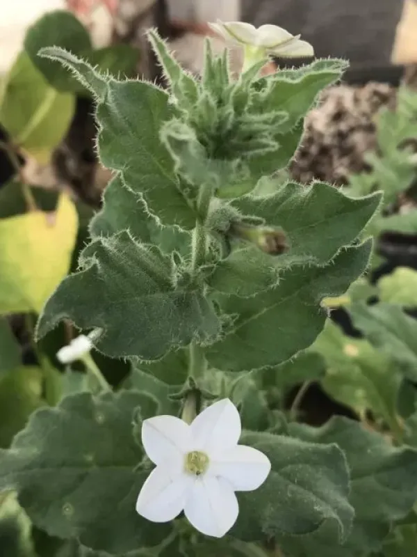 Nicotiana gossei