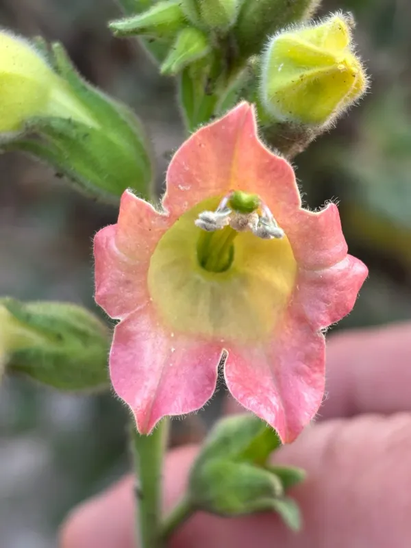 Nicotiana glutinosa