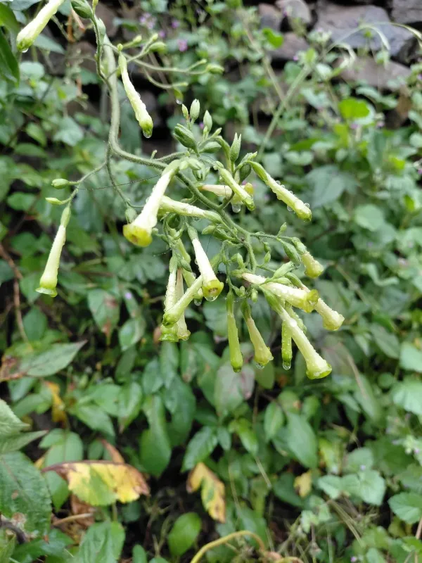 Nicotiana paniculata