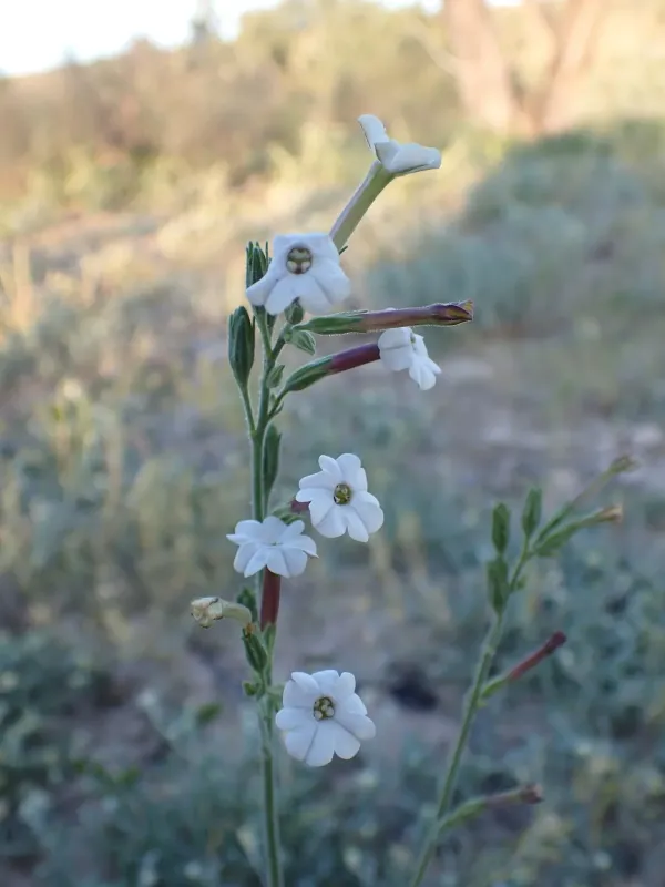 Nicotiana velutina