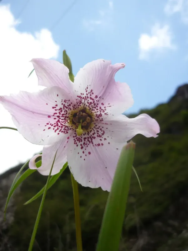 Nomocharis pardanthina