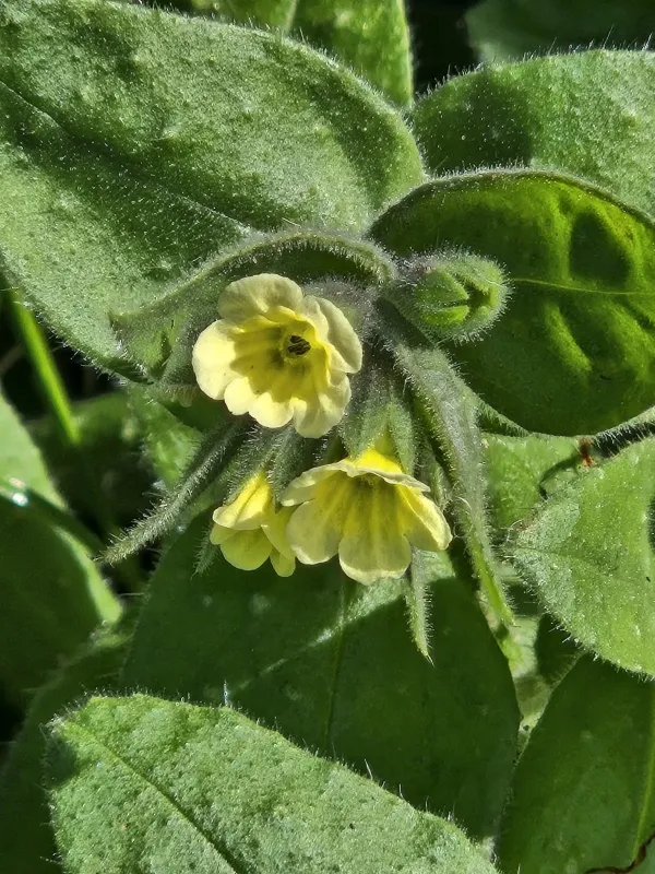 Yellow nonea