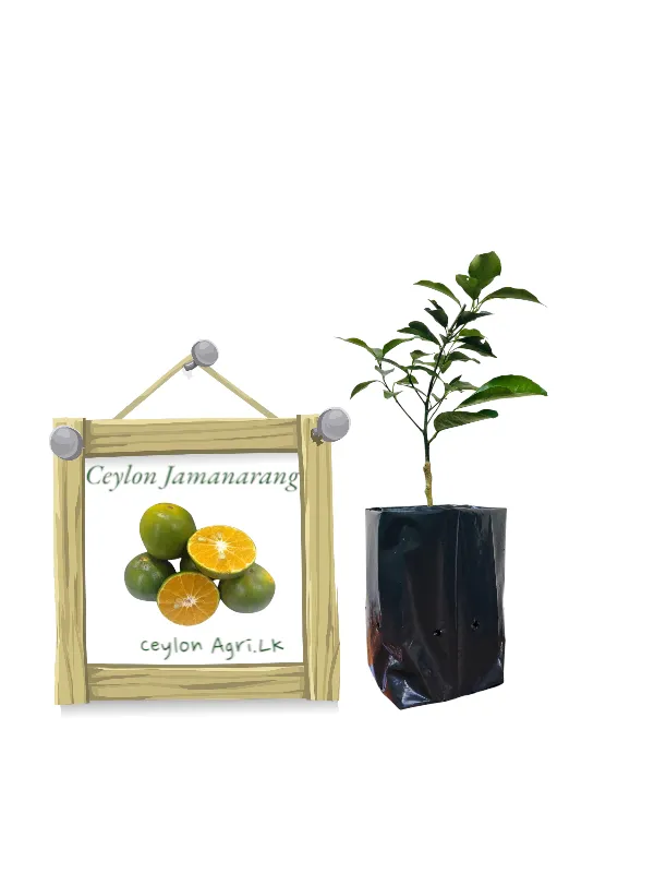 Citrus crenatifolia