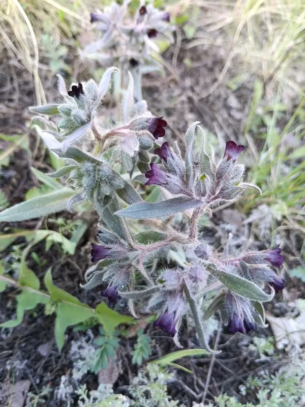Nonea pulla