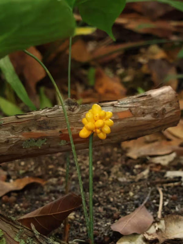 Nephthytis afzelii