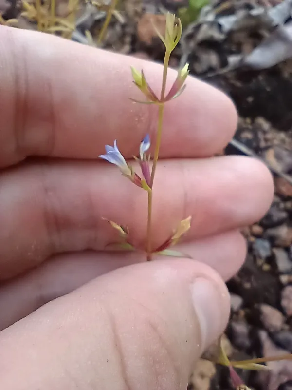 Neurotheca