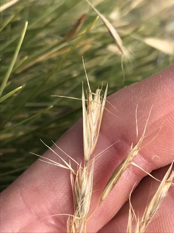 Bristly wallaby grass