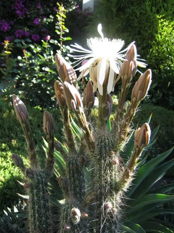 Nyctocereus