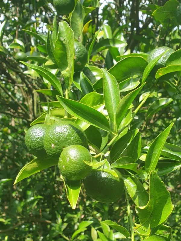 Citrus genshokan