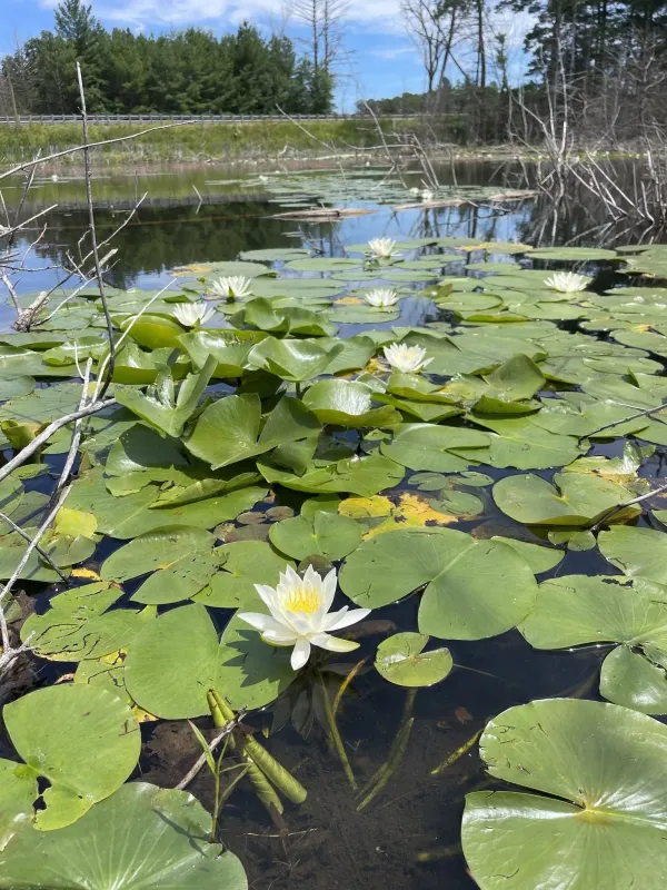 Tuberous waterlily