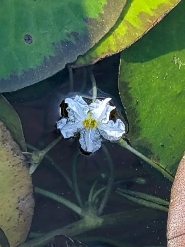 Snowflake water lily