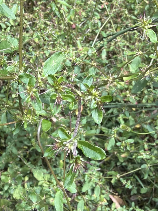 Nyssanthes diffusa