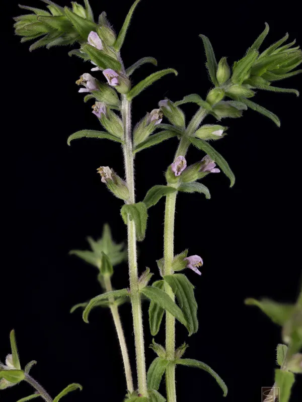 Red bartsia