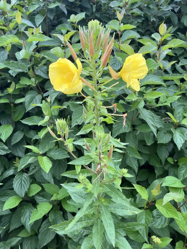 Oenothera glazioviana
