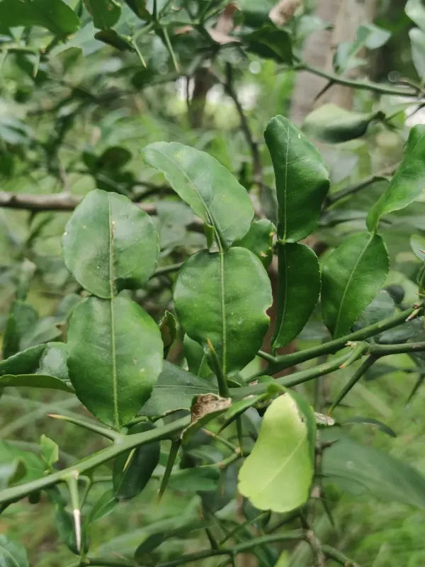 Kaffir lime