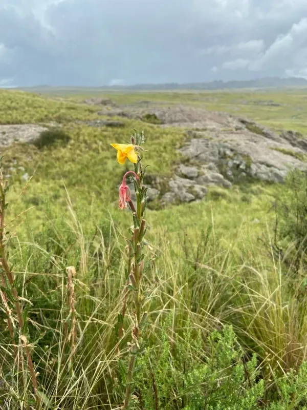 Oenothera parodiana