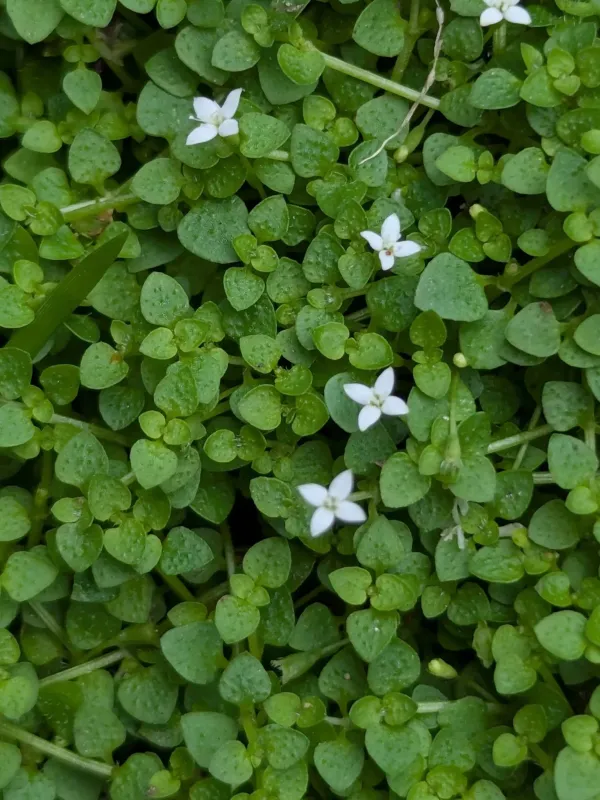 Oldenlandia callitrichoides