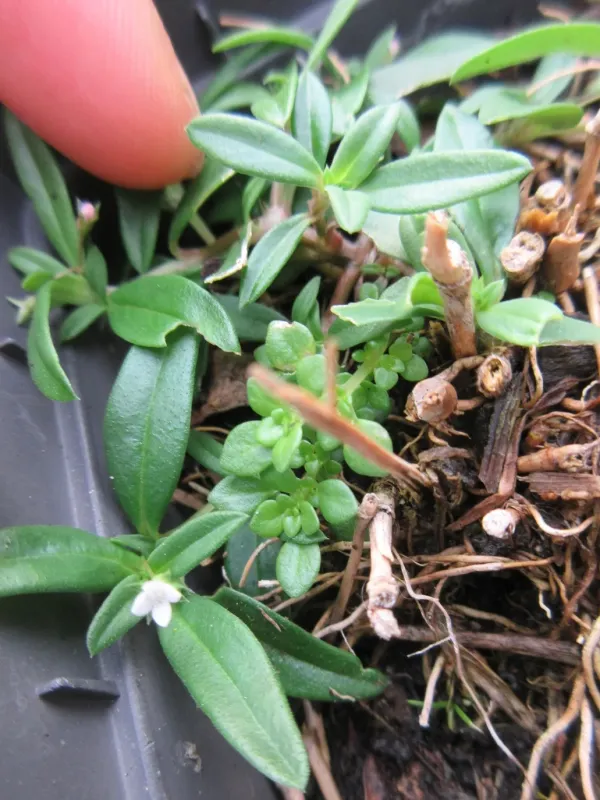 Oldenlandia officinalis