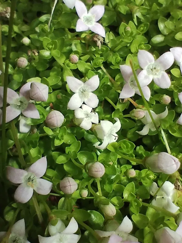 Oldenlandia salzmannii