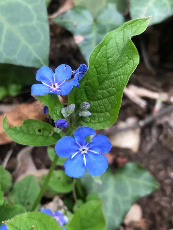 Blue-eyed Mary