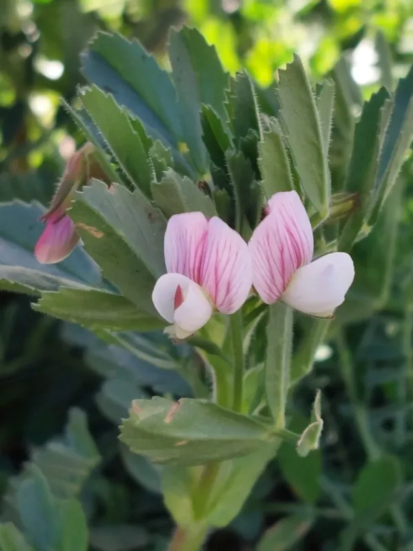 Ononis biflora