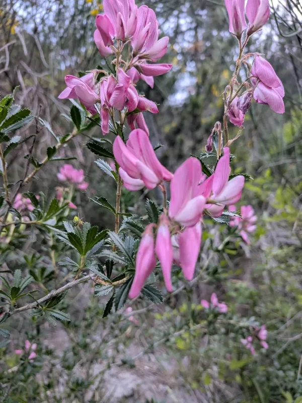 Shrubby restharrow