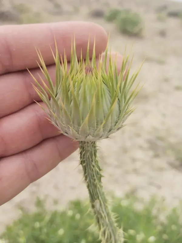 Onopordum leptolepis