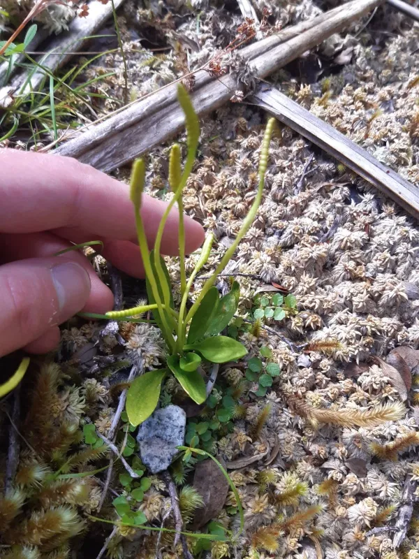 Adder's-tongue fern