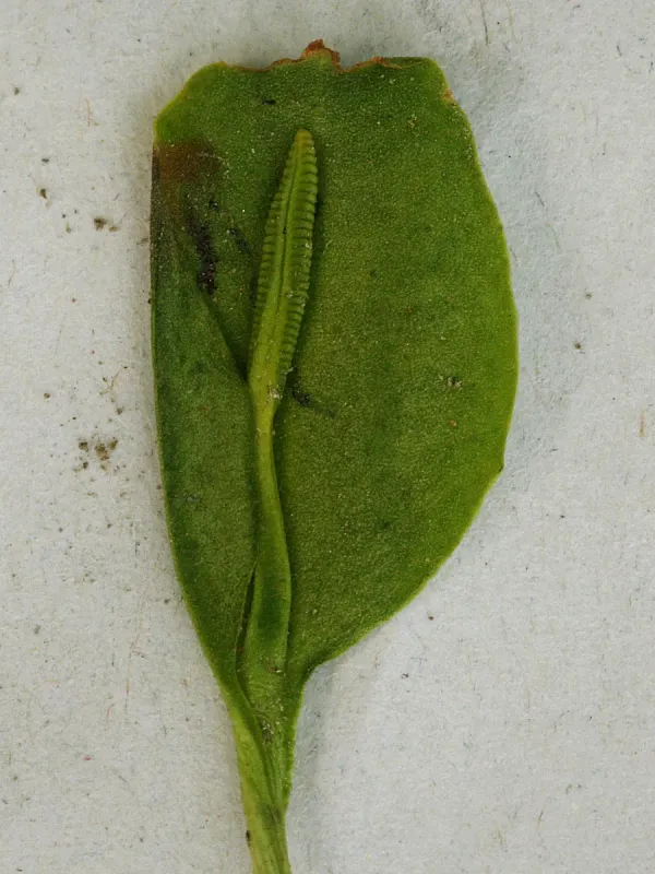 Ophioglossum costatum