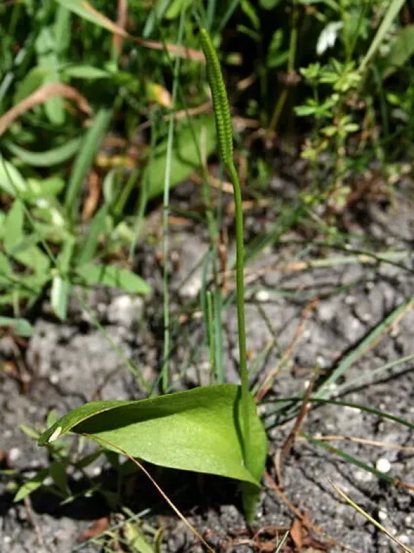 Adder's-tongue fern