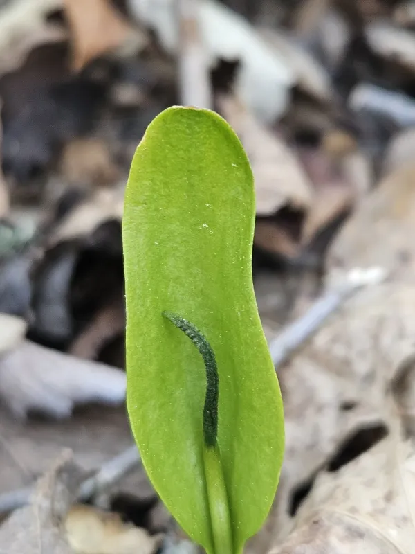 Adder's-tongue fern