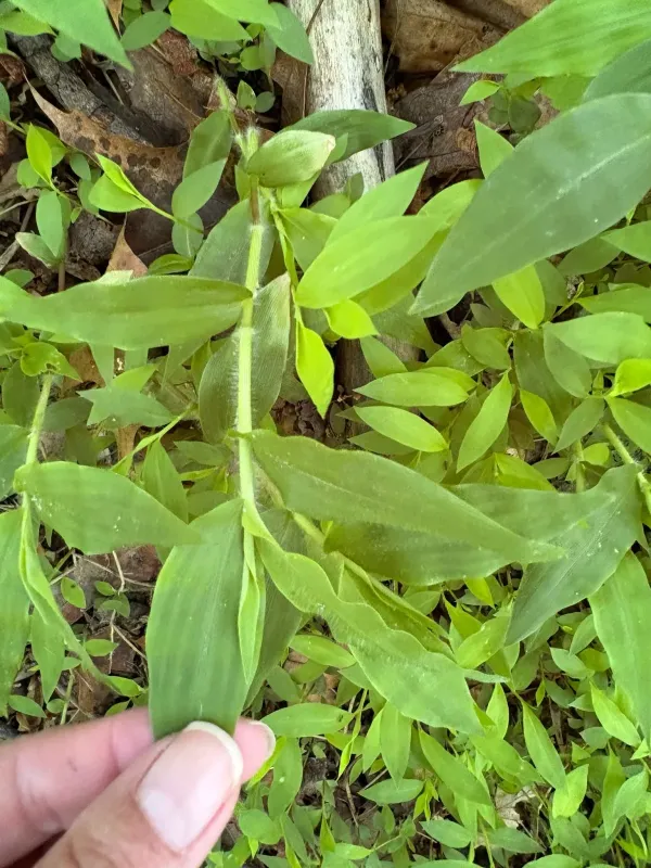 Wavyleaf basketgrass