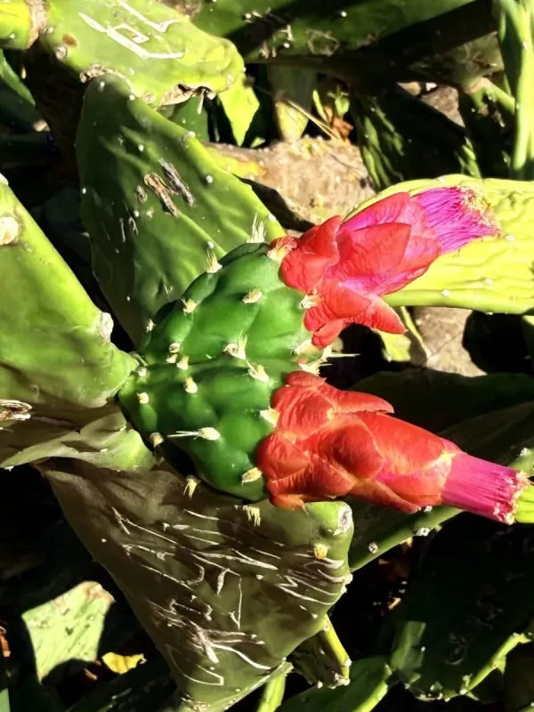 Cochenille cactus