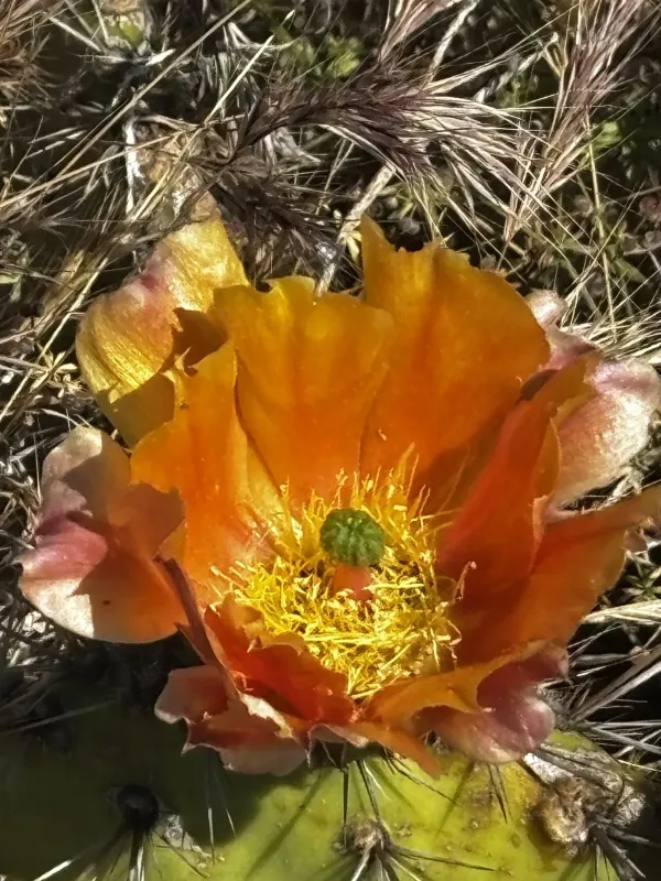 Coast prickly pear