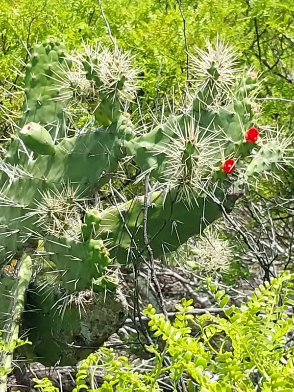 Consolea macracantha