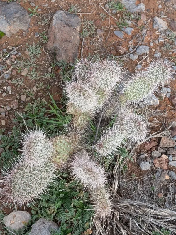 Plains prickly pear