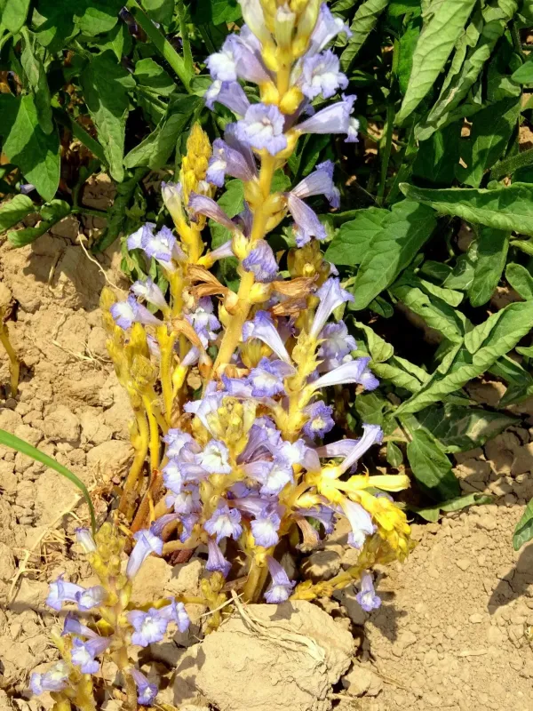 Egyptian broomrape