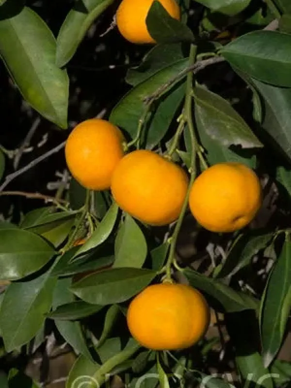 Bigaradia