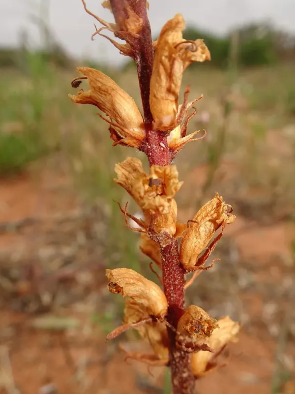 Australian broomrape