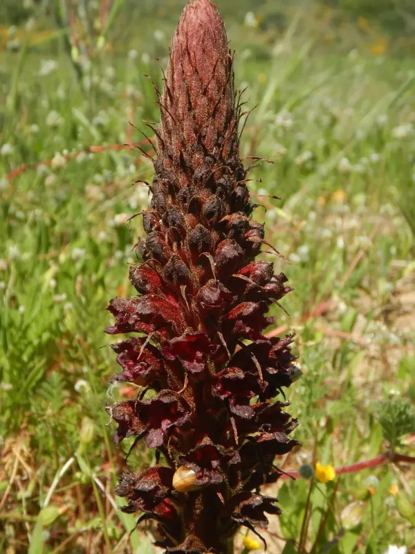 Orobanche foetida